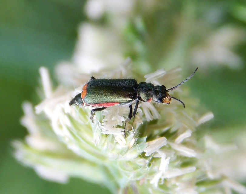 Malachius bipustulatus - kétfoltos bibircsesbogár