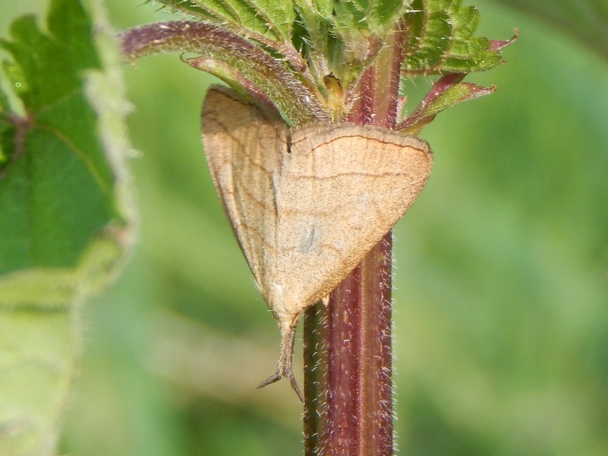Polypogon tentacularia - sötétaljú karcsúbagoly