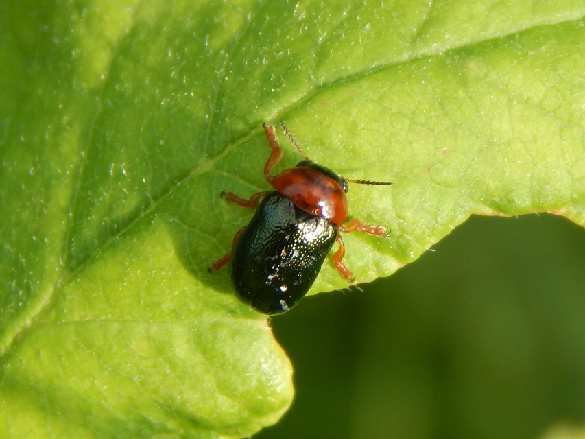 Smaragdina