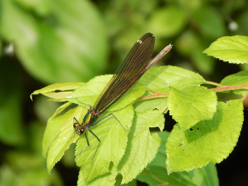 Calopteryx virgo - kisasszony-szitakötő