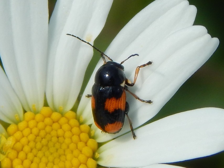 Cryptocephalus moraei - közönséges zömökbogár