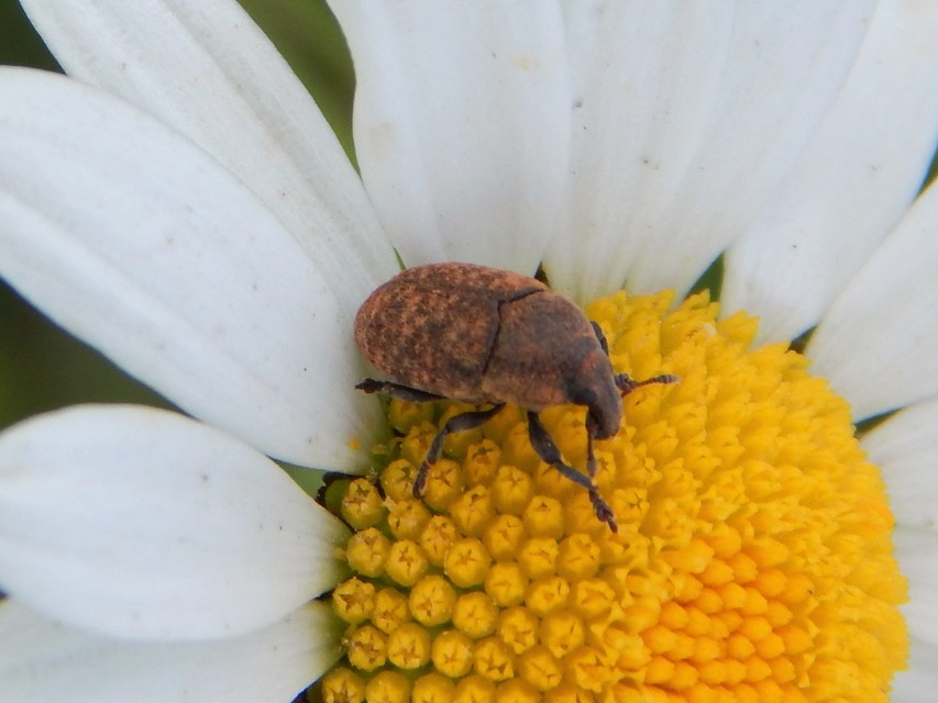 Larinus