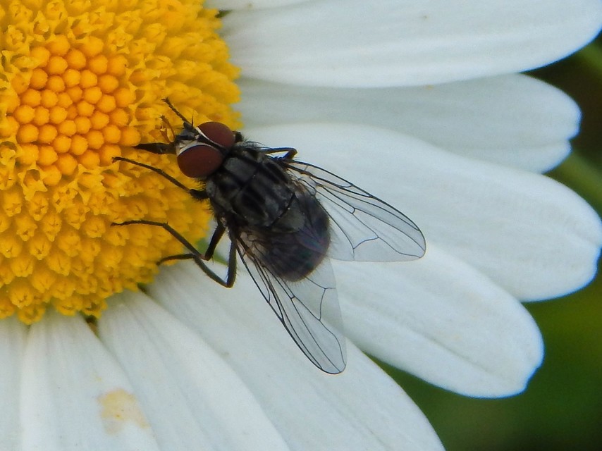 Diptera - Kétszárnyúak
