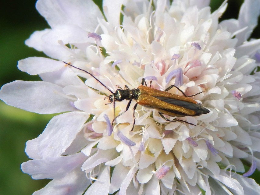 Oedemera femorata - sárgahátú álcincér