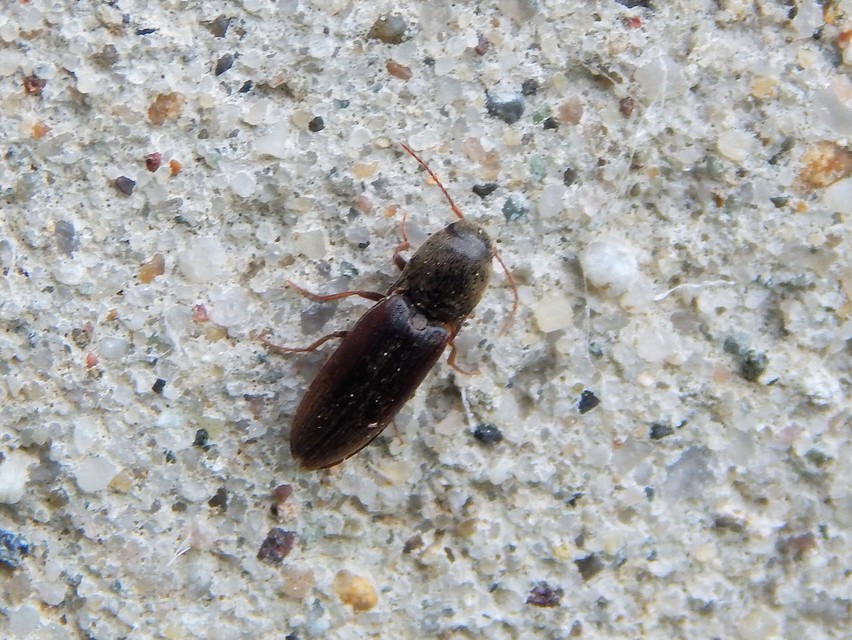 Elateridae - pattanóbogárfélék