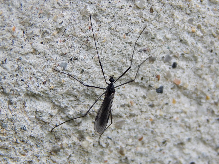 Diptera - Kétszárnyúak