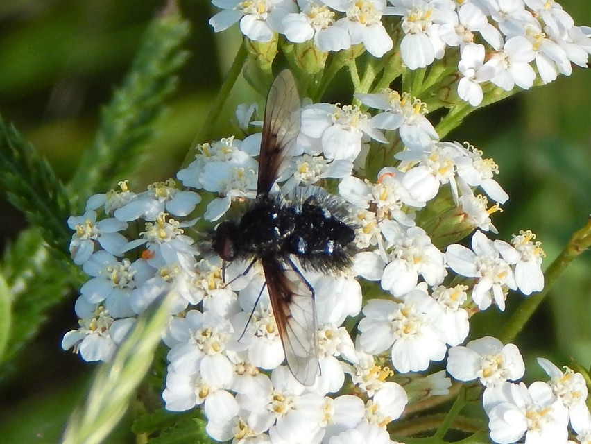 Diptera - Kétszárnyúak