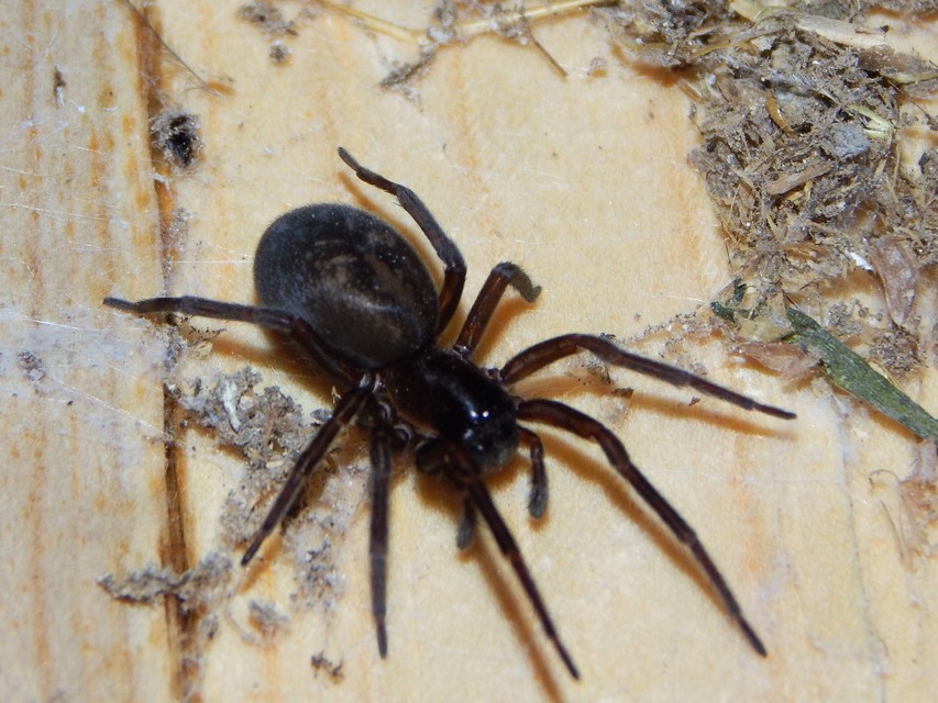 Amaurobius ferox - nagy eretnekpók