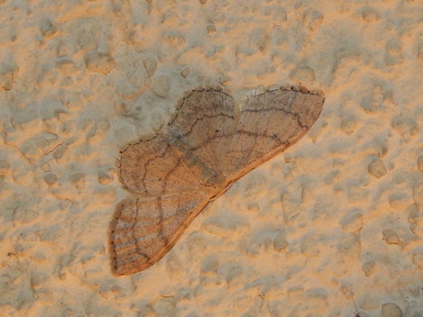Idaea deversaria - egyszínű sávosaraszoló
