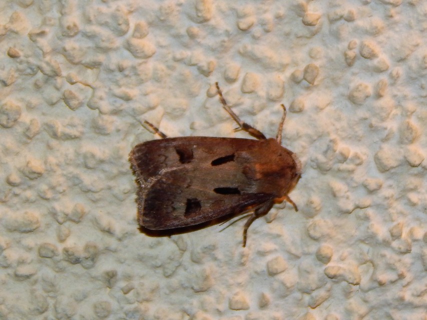 Agrotis exclamationis - felkiáltójeles földibagoly