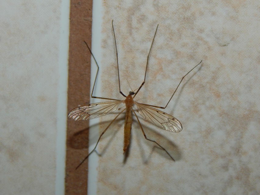 Diptera - Kétszárnyúak