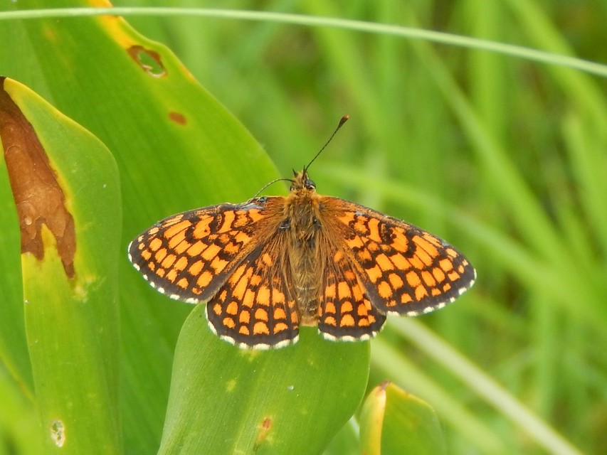 Melitaea athalia - közönséges tarkalepke