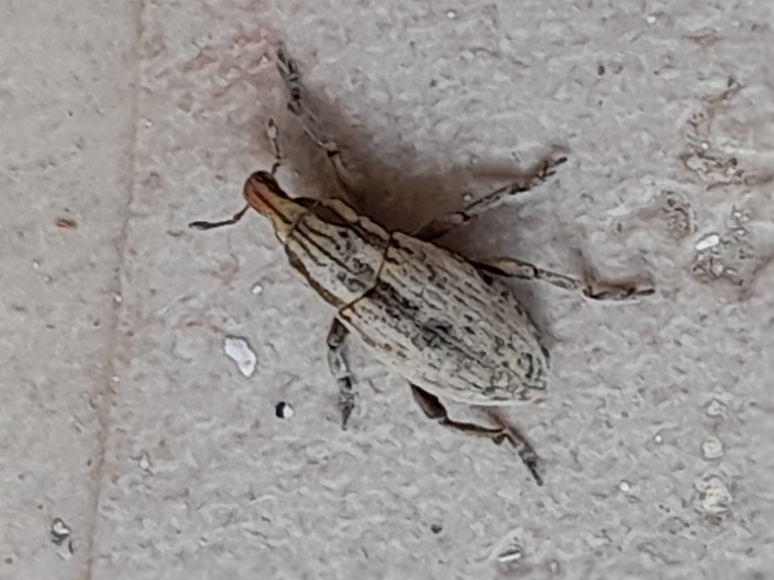 Pseudocleonus cinereus - hamvas barkó