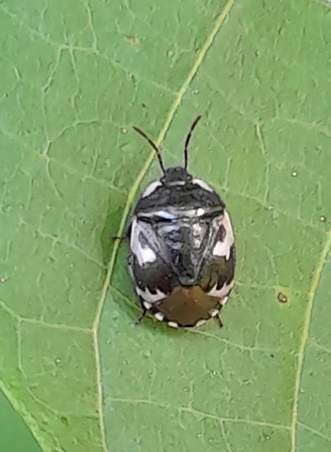 Tritomegas bicolor - foltos földipoloska