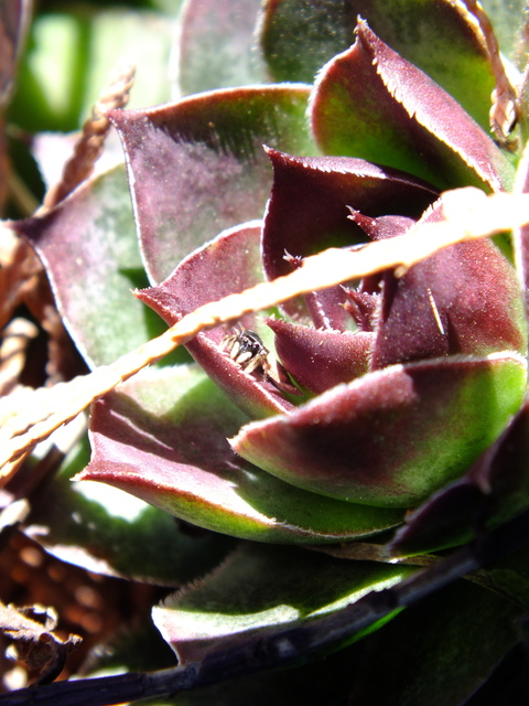 Heliophanus