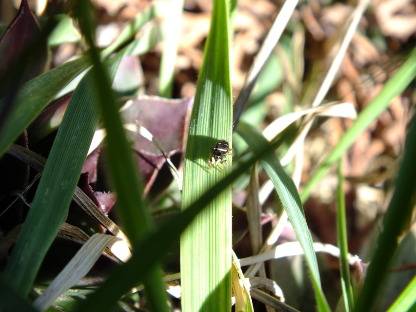 Heliophanus