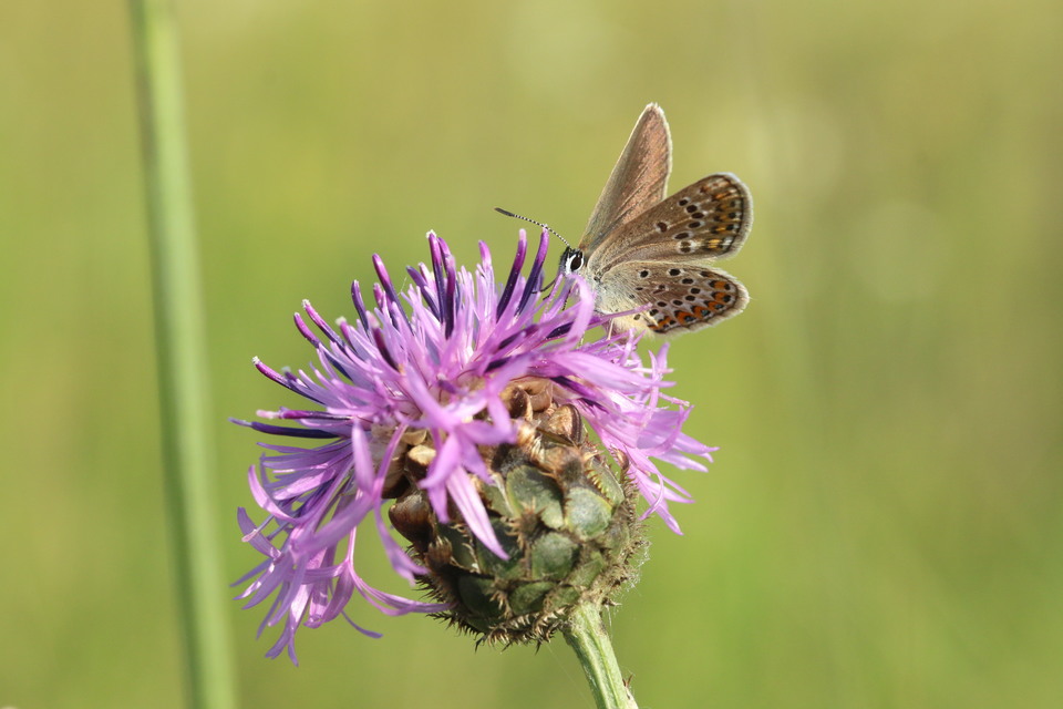 Plebejus argus - ezüstös boglárka Plebejus argus - ezüstös boglárka