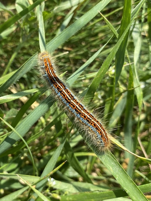 Malacosoma castrensis - kutyatejszövő