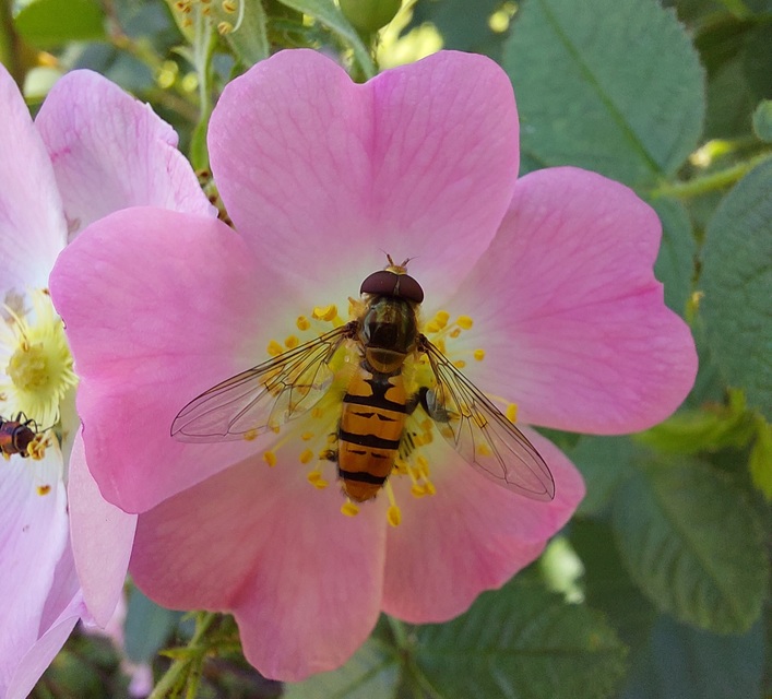 Episyrphus balteatus - ékfoltos zengőlégy