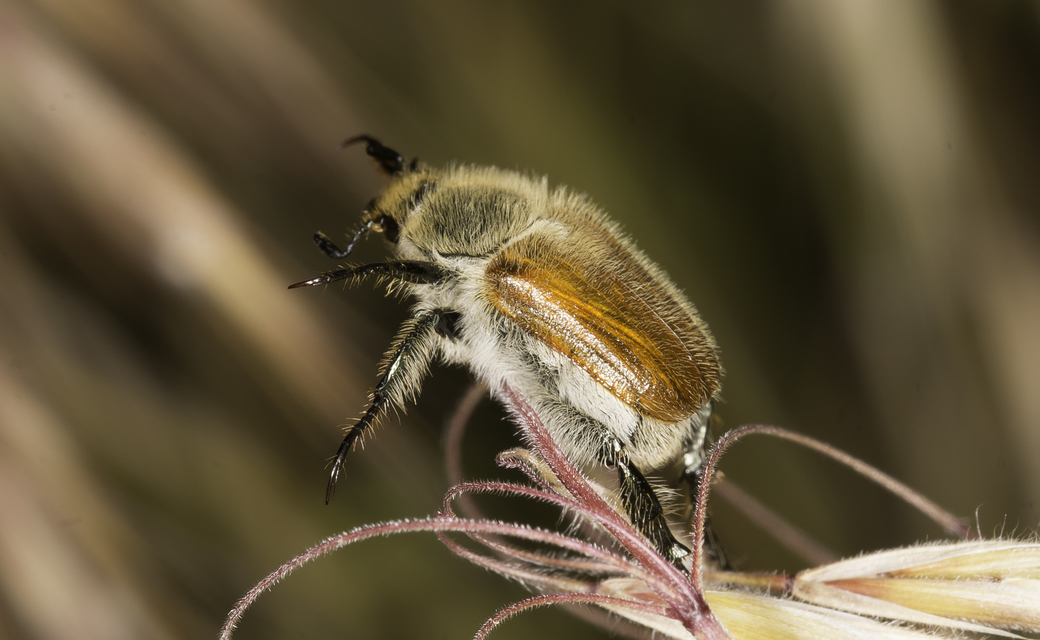 Chaetopteroplia segetum - rozsszipoly