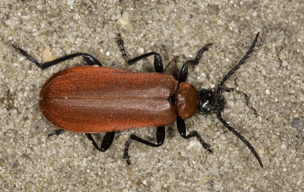 Pyrochroa coccinea - nagy bíborbogár