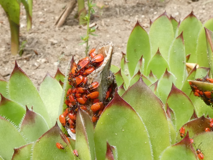Pyrrhocoris apterus - verőköltő poloska