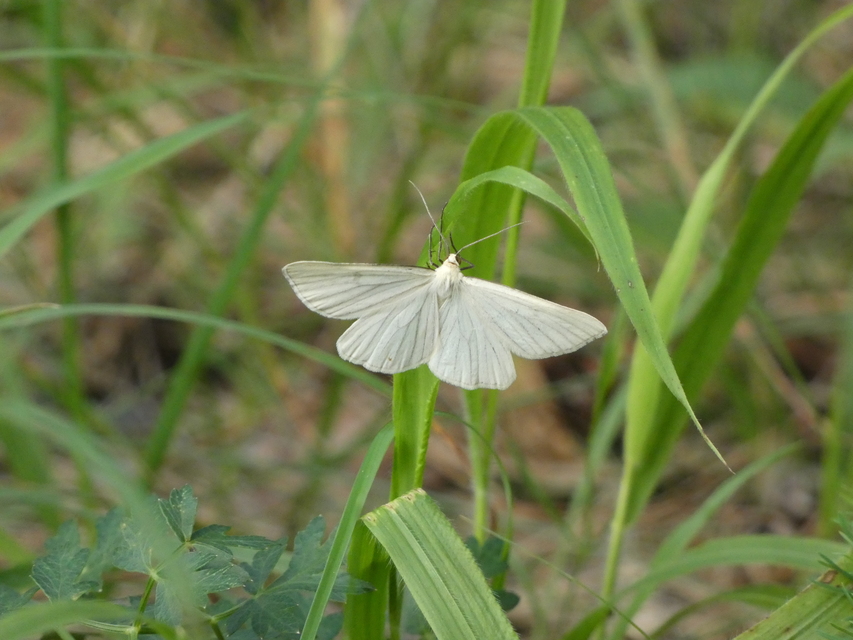Siona lineata - vonalas fehéraraszoló