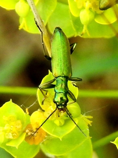 Chrysanthia viridissima - aranyos álcincér