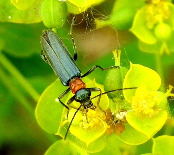Oedemera croceicollis - pirostorú álcincér
