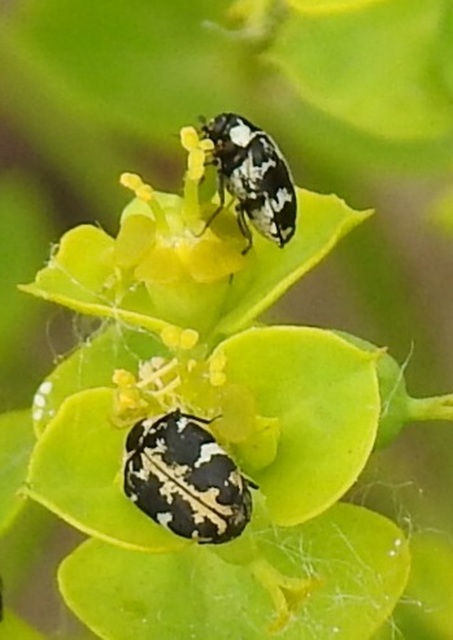 Anthrenus scrophulariae - nagy múzeumbogár