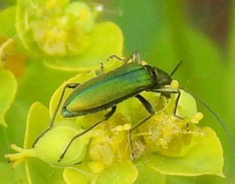 Chrysanthia viridissima - aranyos álcincér