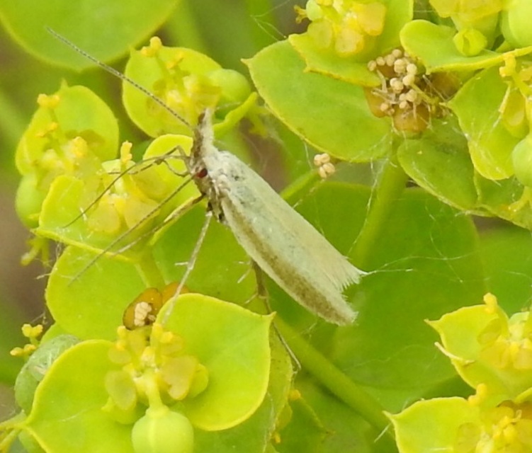 Pleurota