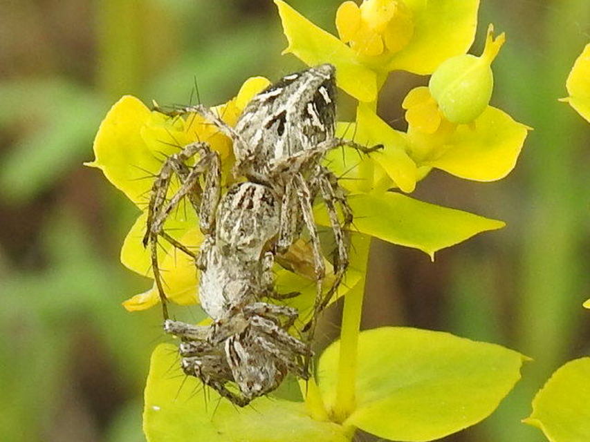 Oxyopes heterophthalmus - homoki hiúzpók