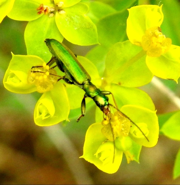 Chrysanthia viridissima - aranyos álcincér