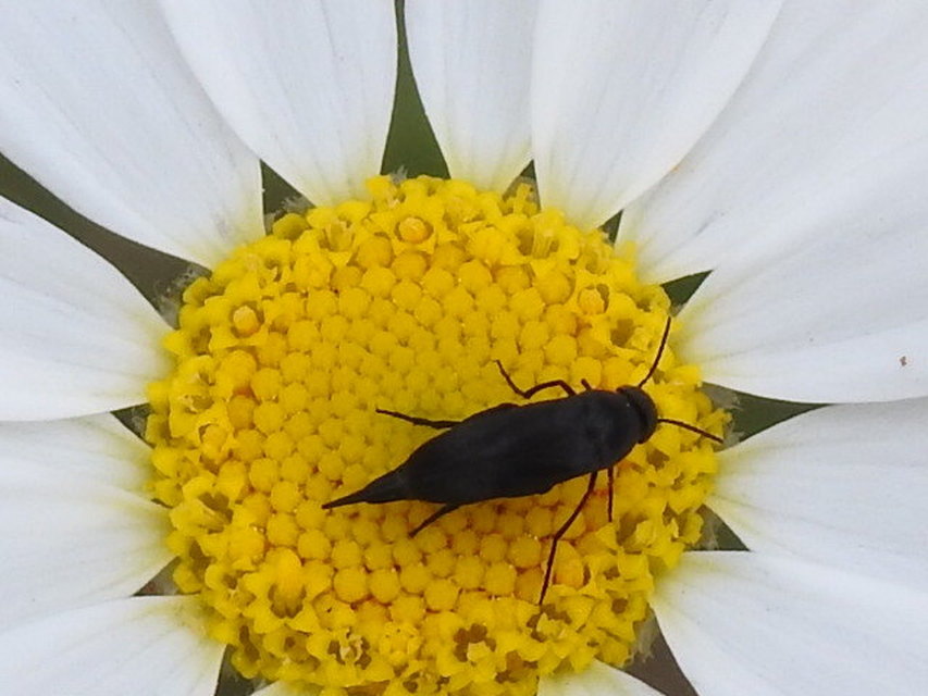 Mordellidae - marókafélék