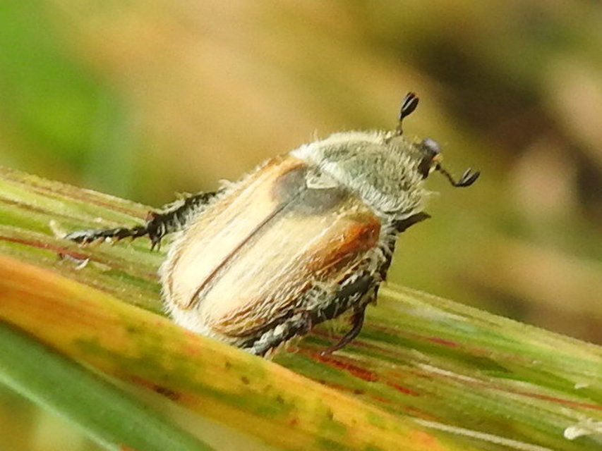 Chaetopteroplia segetum - rozsszipoly