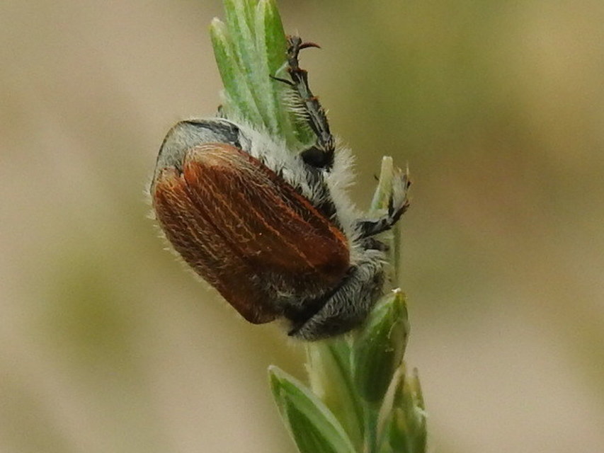 Chaetopteroplia segetum - rozsszipoly