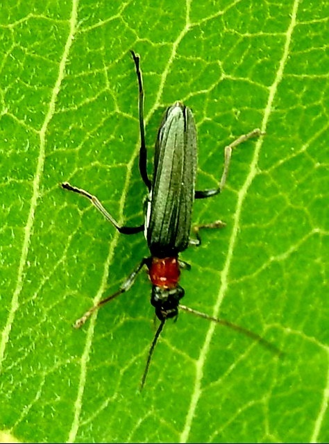 Oedemera croceicollis - pirostorú álcincér