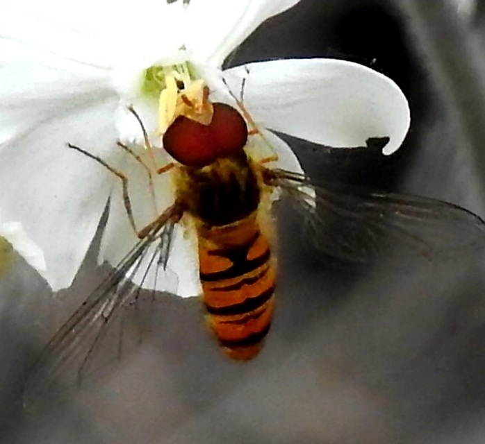 Episyrphus balteatus - ékfoltos zengőlégy