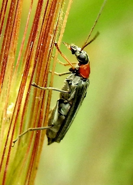 Oedemera croceicollis - pirostorú álcincér