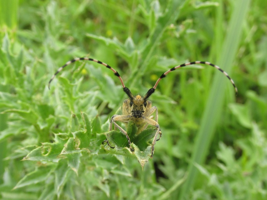 Agapanthia dahli - sárgagyűrűs bogáncscincér Agapanthia dahli - sárgagyűrűs bogáncscincér