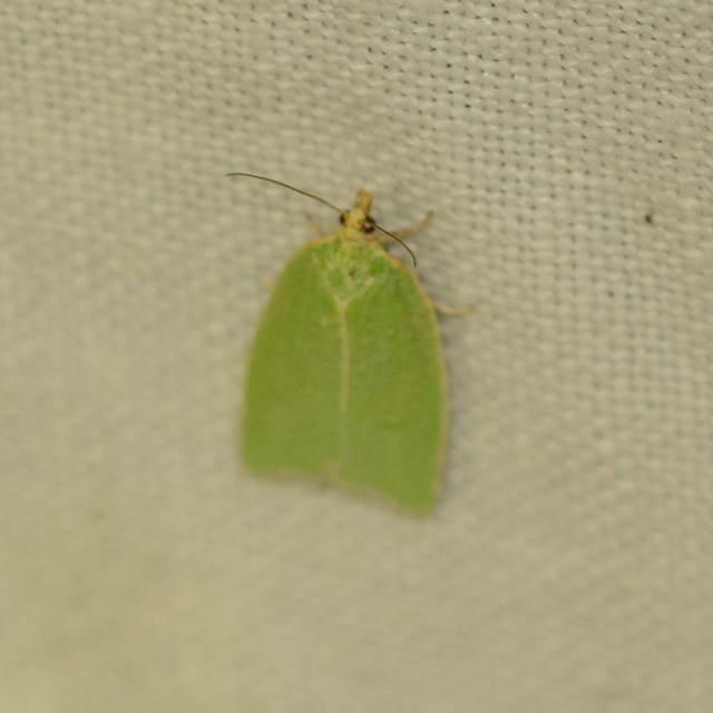 Tortrix viridana - tölgyilonca