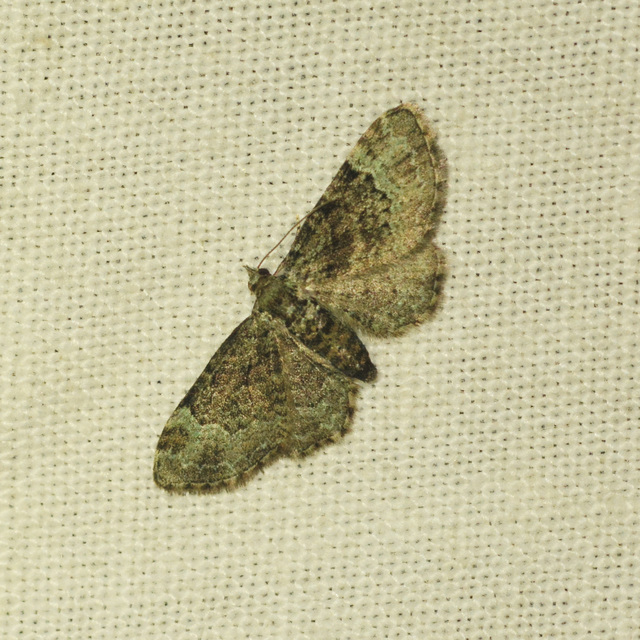 Pasiphila rectangulata - almavirág-araszoló