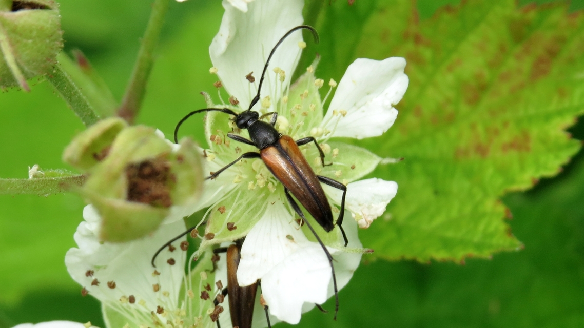 Stenurella melanura - feketevégű karcsúcincér