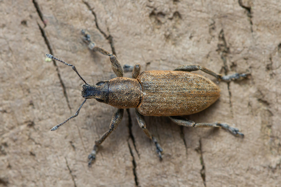Tanymecus palliatus - közönséges hegyesfarúbarkó