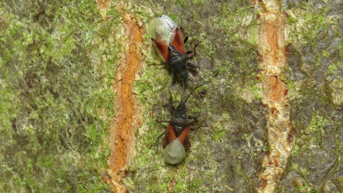 Oxycarenus lavaterae - hársbodobács