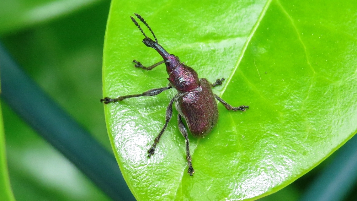 Rhynchites auratus - aranyos eszelény