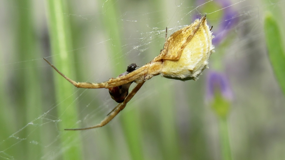 Uloborus walckenaerius - derespók