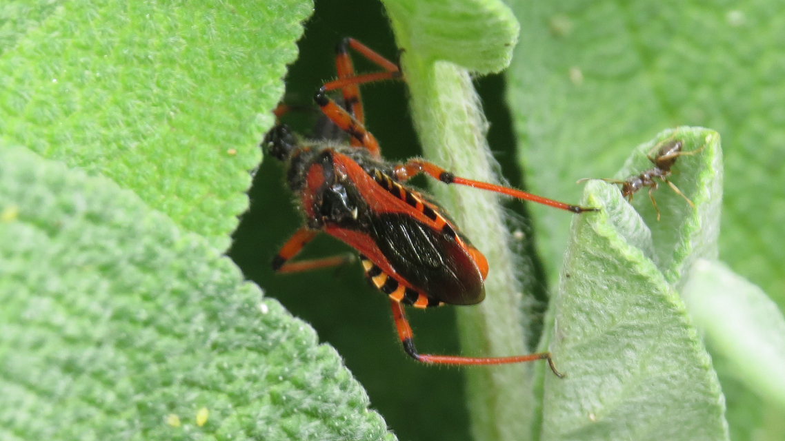 Rhynocoris iracundus - közönséges gyilkospoloska