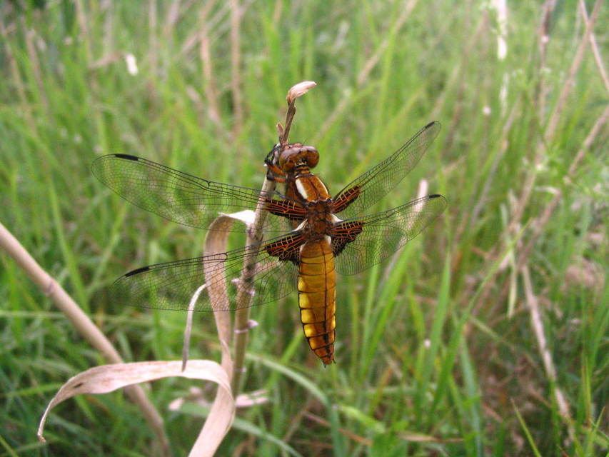 Libellula depressa - széles laposacsa